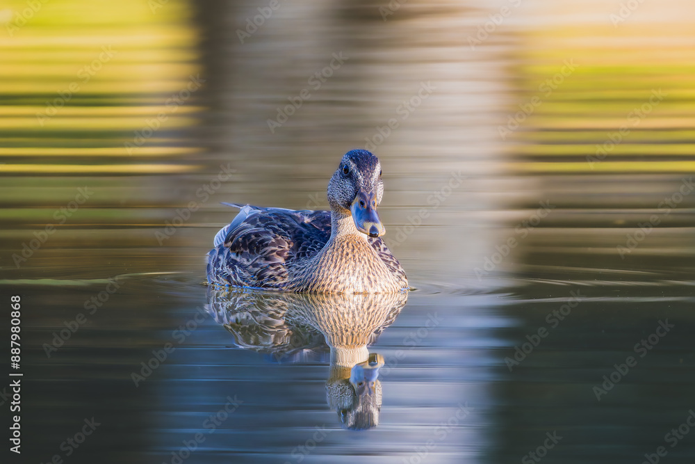 Φωτογραφία mallard duck swimming on the surface of a pond in the light of a summer morning