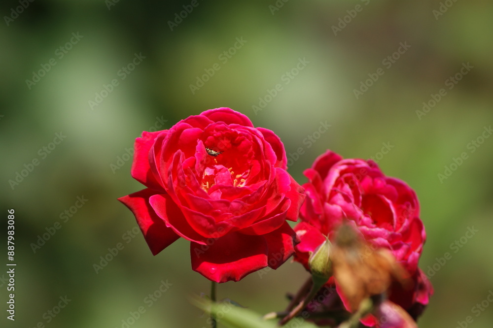 two red rose in garden green background two red rose in garden green background