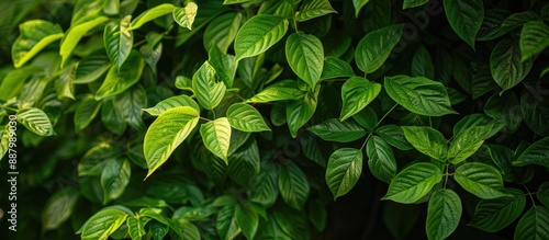 Lush green foliage on a tree creating a nature inspired copy space image
