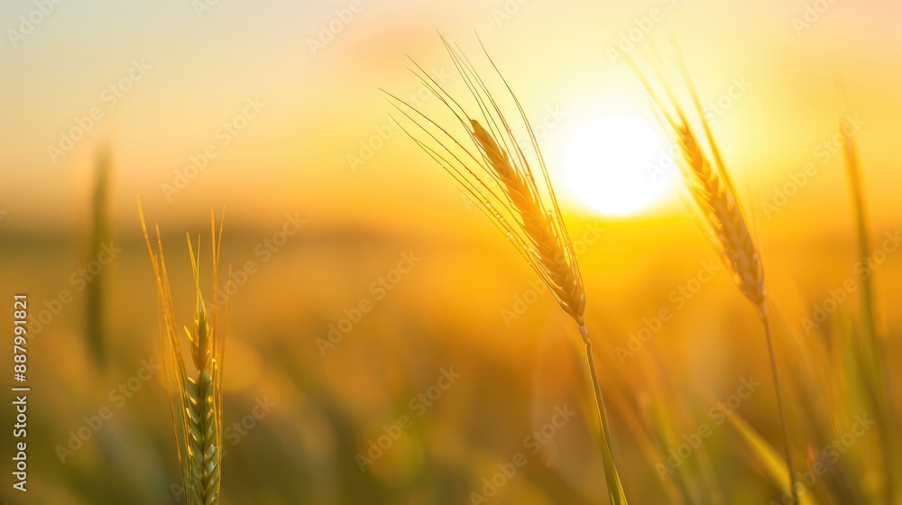 Tranquil Sunset Scene with Yellow-Green Grass Tranquil Sunset Scene with Yellow-Green Grass