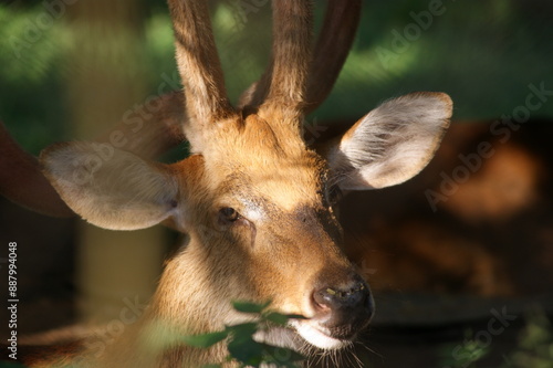 The sangai (Rucervus eldii eldii) is an endemic and endangered subspecies of Eld's deer found only in Manipur, India. It is also the state animal of Manipur.