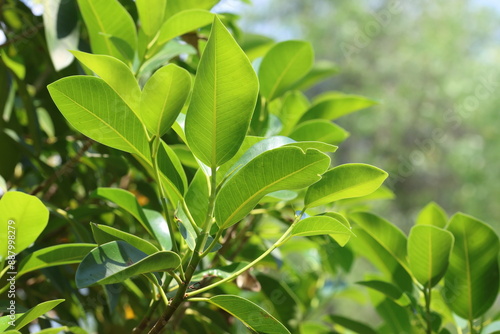 leaves of Ficus rubiginosa is a species of flowering plant native to eastern Australia 