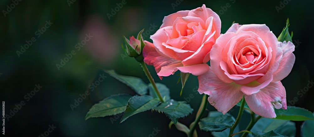 Two beautiful pink roses in full bloom with a blank space for an image. Copy space image. Place for adding text and design Two beautiful pink roses in full bloom with a blank space for an image. Copy space image. Place for adding text and design
