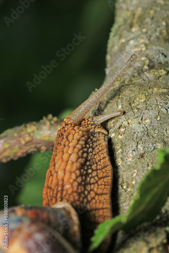 cornu aspersum snail animal macro photo photo