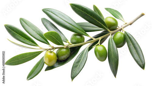 branch of olive with leaves isolated on white background