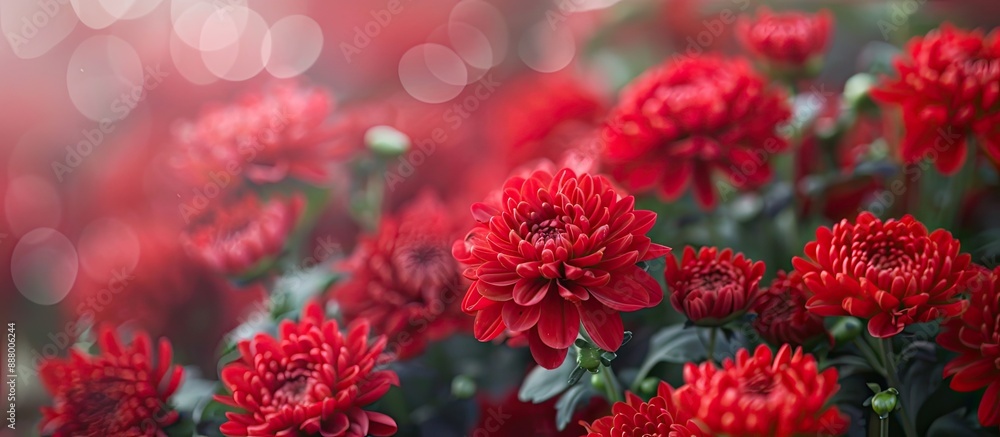 A beautiful red chrysanthemum copy space image blooming in a garden featuring a background of many small flowers in soft focus perfect for autumn A beautiful red chrysanthemum copy space image blooming in a garden featuring a background of many small flowers in soft focus perfect for autumn