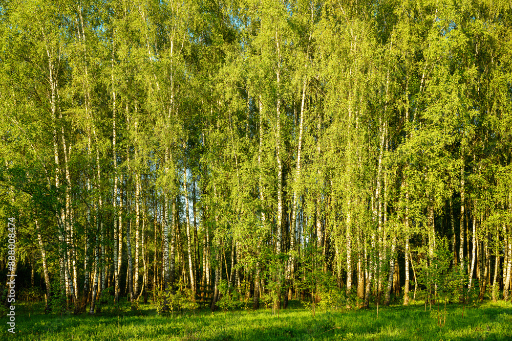 Grove of birches with young green leaves at sunset or sunrise in spring or summer. Grove of birches with young green leaves at sunset or sunrise in spring or summer.