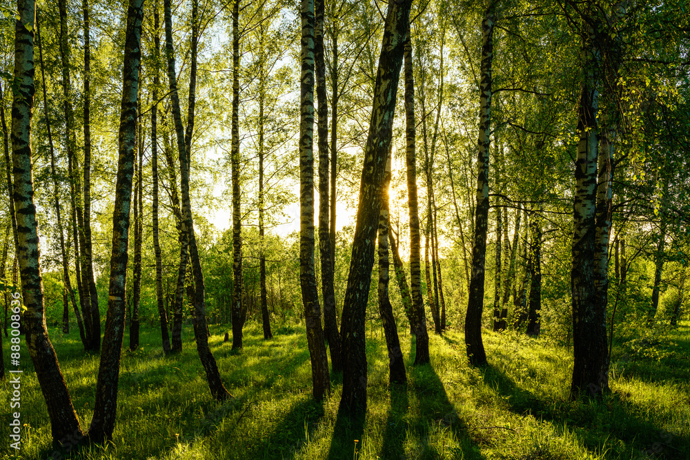 Obraz premium Grove of birches with young green leaves at sunset or sunrise in spring or summer.