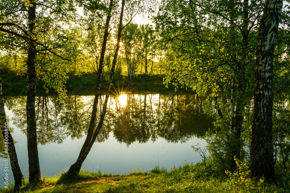 Obraz premium Sunrise or sunset near the pond with birches on a sunny summer day.