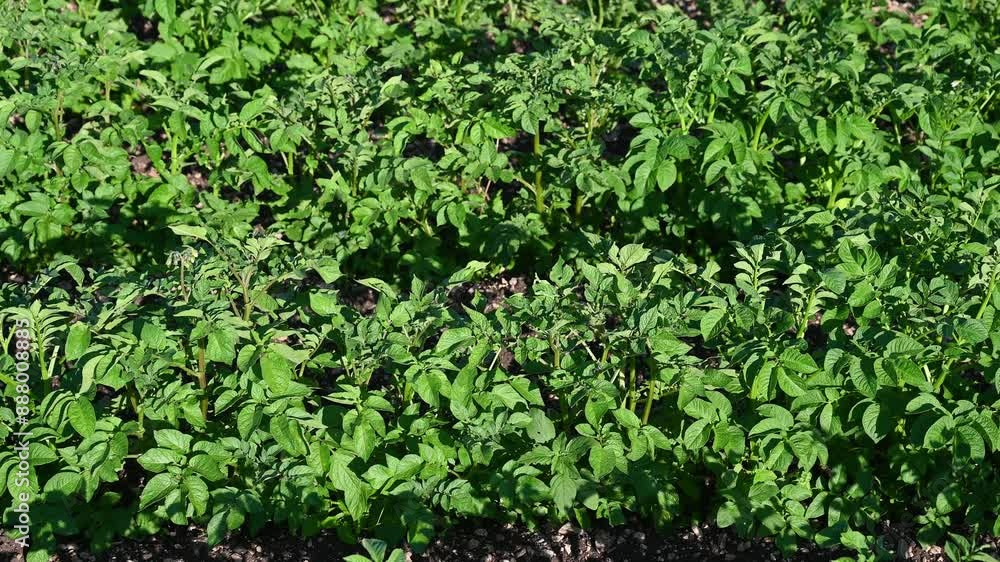 Potato leaves in the field. Potatoes grow in the field in summer. Potato leaves in the field. Potatoes grow in the field in summer.