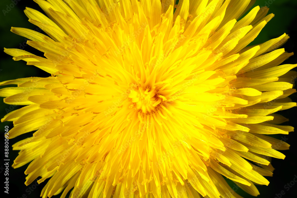 Yellow dandelion close-up. Natural background. Yellow dandelion close-up. Natural background.