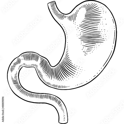 Hand drawn Human Stomach Sketch Illustration