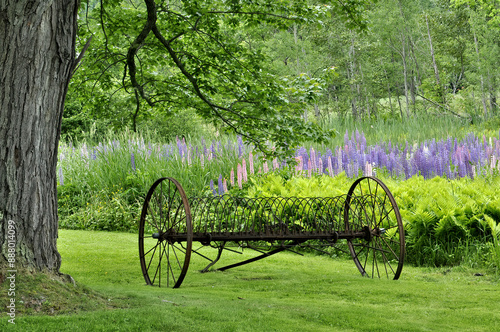 Tranquil scene in rural New England. Farmer's antique hay rake alongside meadow of colorful pink and purple Lupine wildflowers. photo