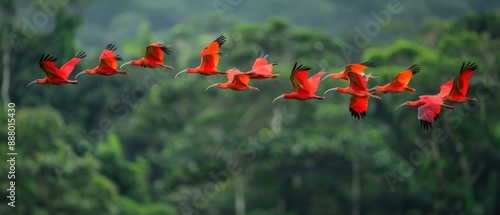 Majestic Scarlet Ibis Flock Soaring Over Lush Amazon Rainforest photo