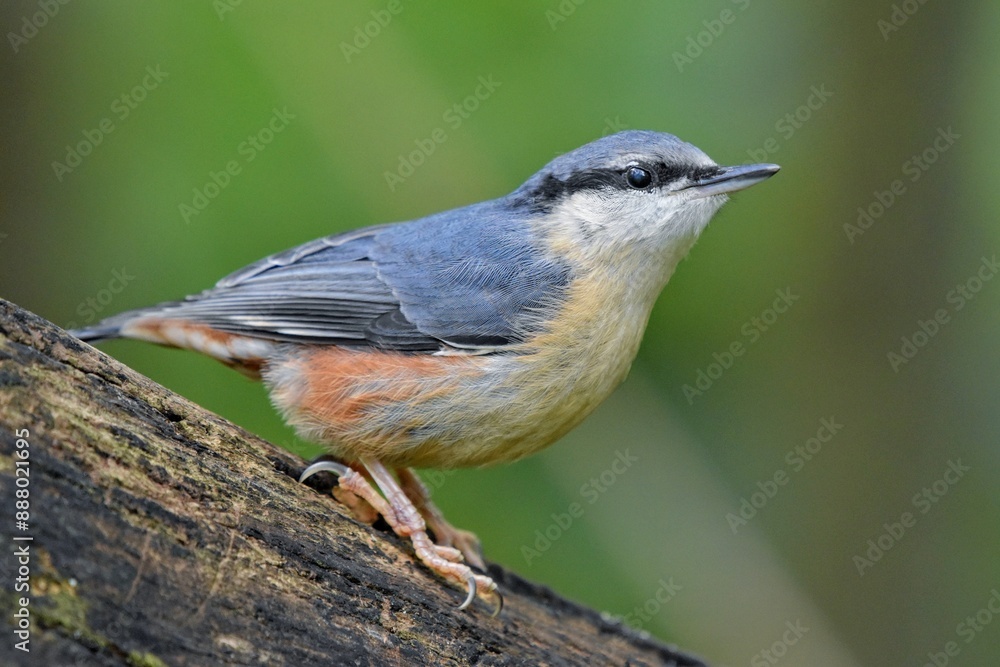 Obraz premium Sittelle torchepot (Sitta europaea), Neuchâtel, Suisse.
