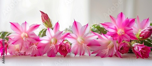 Schlumbergera cactus flowers in bloom set against a white backdrop in a window view perfect for a copy space image photo