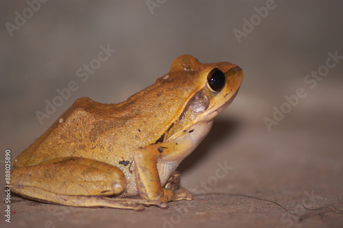 Common Tree Frog closeup in night photo