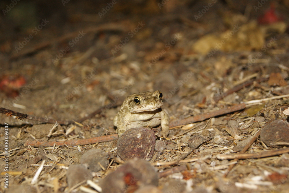 Obraz premium toad frog on ground in night during monsoon