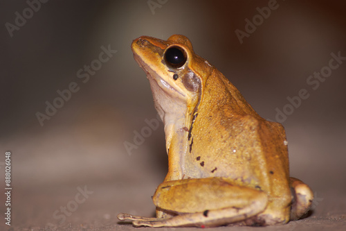 Common Tree Frog closeup in night photo