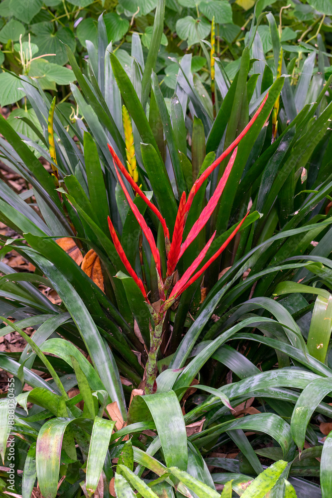 Fototapeta premium Flower stem of vriesea (probably v. glutinosa) in garden