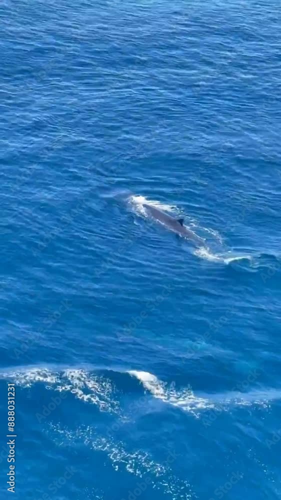 a pod of whales in the open sea from the ship board a pod of whales in the open sea from the ship board