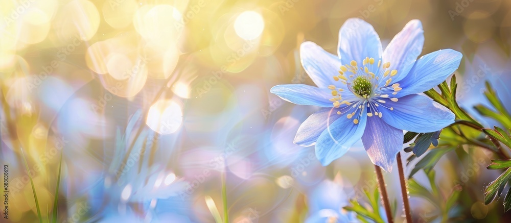 Spring in the backyard boasts a stunning blue flower creating a captivating floral background with ample copy space image for text or design Spring in the backyard boasts a stunning blue flower creating a captivating floral background with ample copy space image for text or design