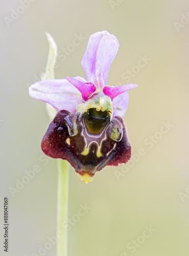 Late Spider Orchid - Ophrys Holoserica - Hommelorchis