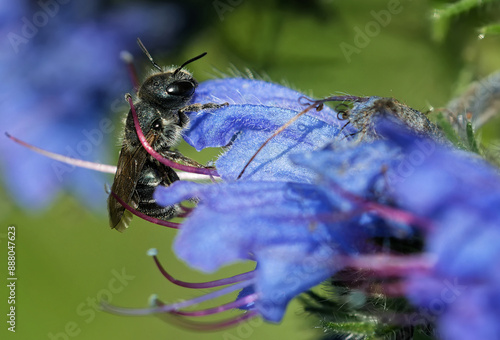 Osmia adunca am Natternkopf photo