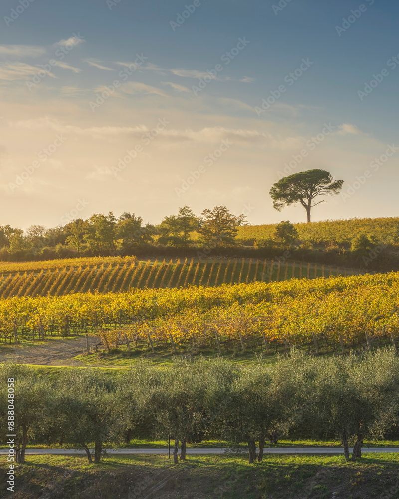 Naklejka premium Stone pine and vineyards, autumn landscape in Chianti region at sunset. Castelnuovo Berardenga, Tuscany, Italy