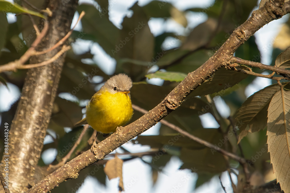 grey-hooded warbler or Phylloscopus xanthoschistos in Binsar, Uttarakhand, India grey-hooded warbler or Phylloscopus xanthoschistos in Binsar, Uttarakhand, India