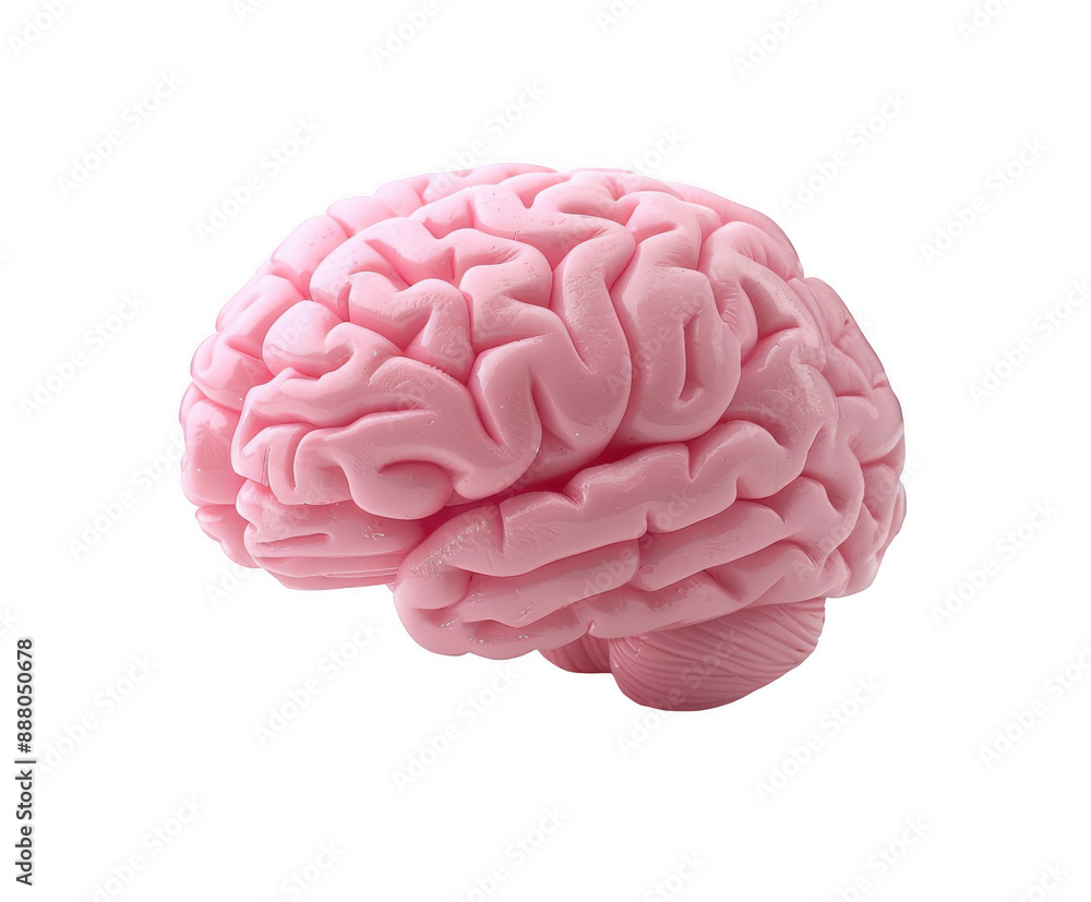 Detailed Pink Human Brain Model Detailed Pink Human Brain Model