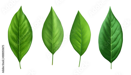 green leaves set isolated on transparent background cutout