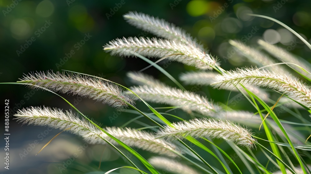 grass at the morning grass at the morning