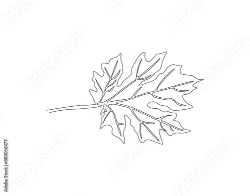 Continuous one line drawing of papaya leaf. Single line drawing illustration of tropical papaya leaf plant. Tropical leaves concept line art. Editable outline