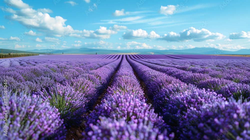 Obraz premium Idyllic lavender field in full bloom, with rows of purple flowers stretching to the horizon