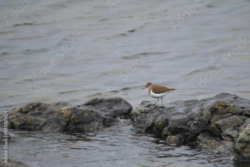 sandpiper on sea shore