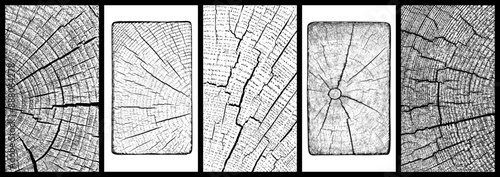 Set of distressed wood texture. Wooden pattern close-up. Cross section tree rings cut slice. Black grainy texture on white background. Dust overlay textured. Vector illustration, EPS 10.