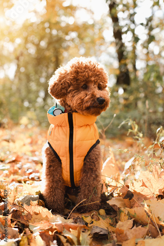 A small red poodle in yellow sits on the yellow leaves on yellow vest in an autumn park, sunny day. Front view