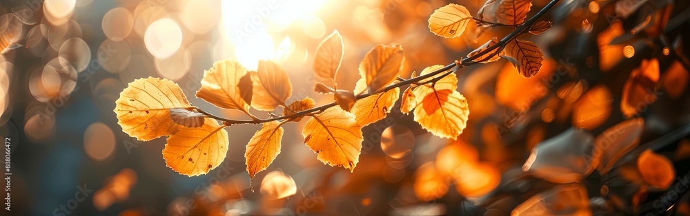 Golden Hour Among Autumn Leaves Golden Hour Among Autumn Leaves