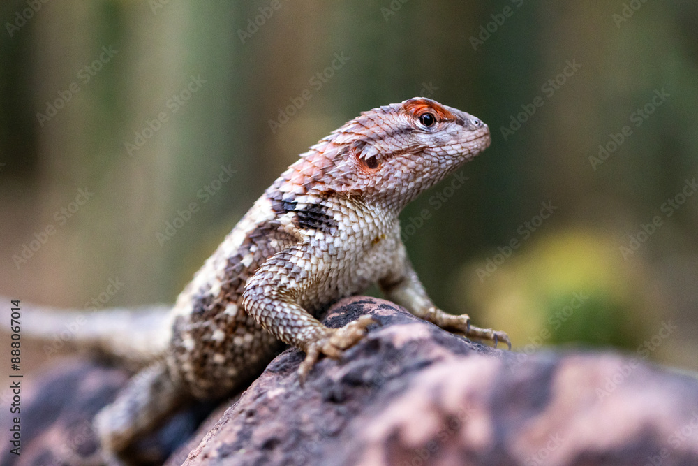 Boss Lizard Boss Lizard