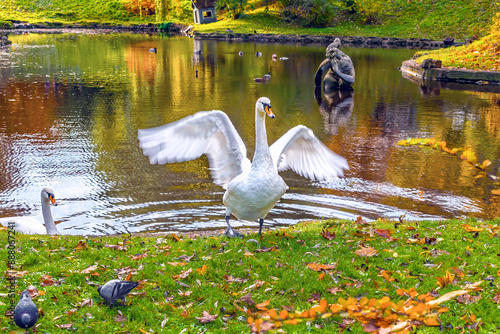 Graceful White Swan Flapping Wings at Lebedyne Ozero Lake in Stryiskyi Park, Lviv, Ukraine. Autumn Scenery with Reflective Pond and Vibrant Trees photo