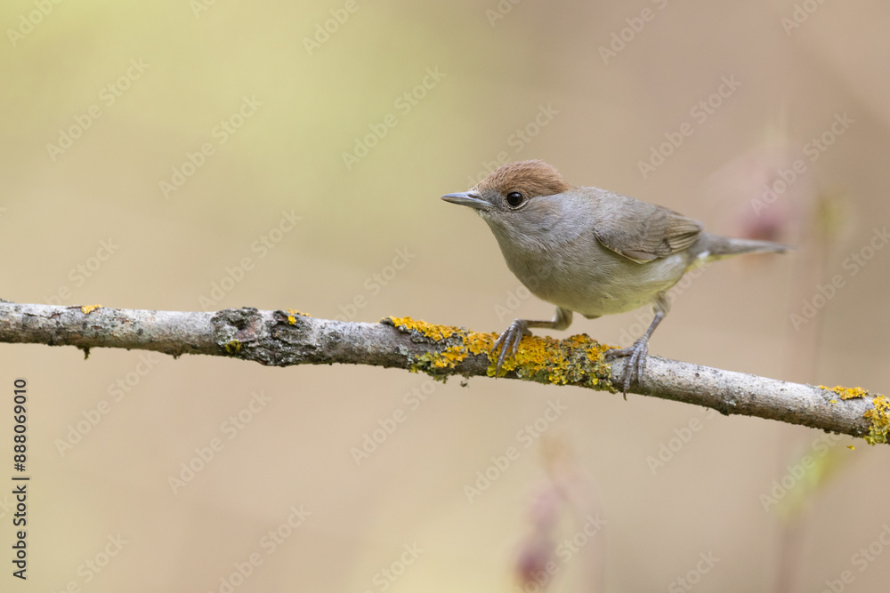Bird - female Blackcap Sylvia atricapilla spring time, Poland Europe Bird - female Blackcap Sylvia atricapilla spring time, Poland Europe