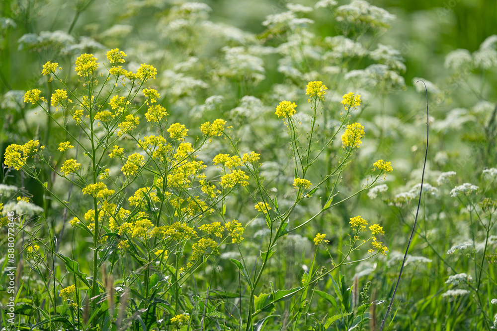 Obraz premium various field grasses and flowers on the background of the setting sun