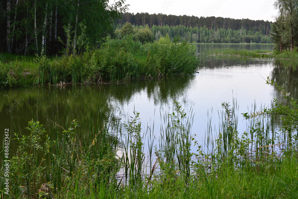 a pond with a duck swimming in it and a tree in the background a pond with a duck swimming in it and a tree in the background