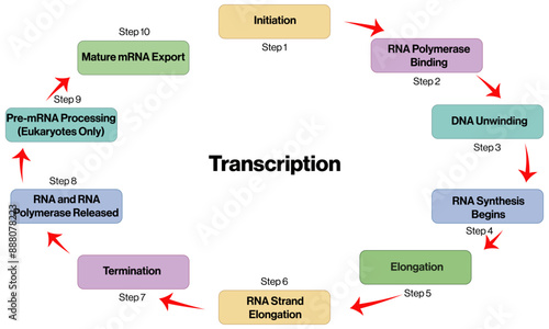 DNA Transcription Flowchart, Brief Scientific Vector Diagram on White Background.
