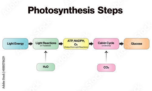 Flowchart of Photosynthesis Process, Brief Vector Diagram on White Background.