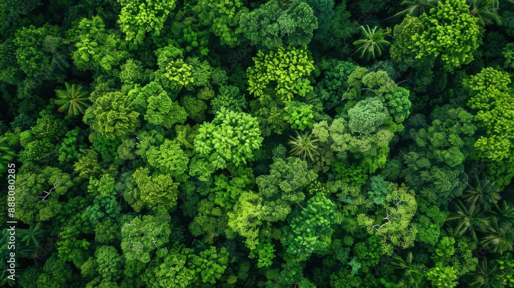 From above, a view of nature's green forests and trees. Forest ecosystem concept and health. Tropical landscape. Nature conservation concept. From above, a view of nature's green forests and trees. Forest ecosystem concept and health. Tropical landscape. Nature conservation concept.
