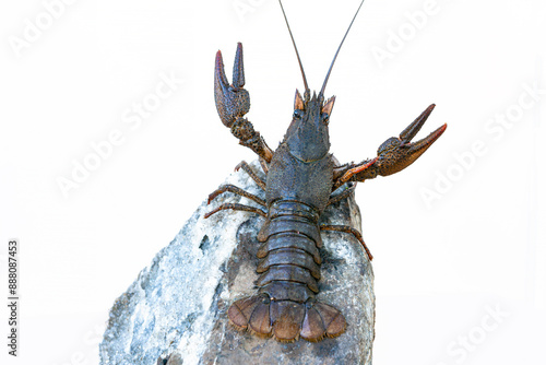 European cancer (Astacus astacus), noble cancer, or broad-toed cancer, close-up on a white background photo