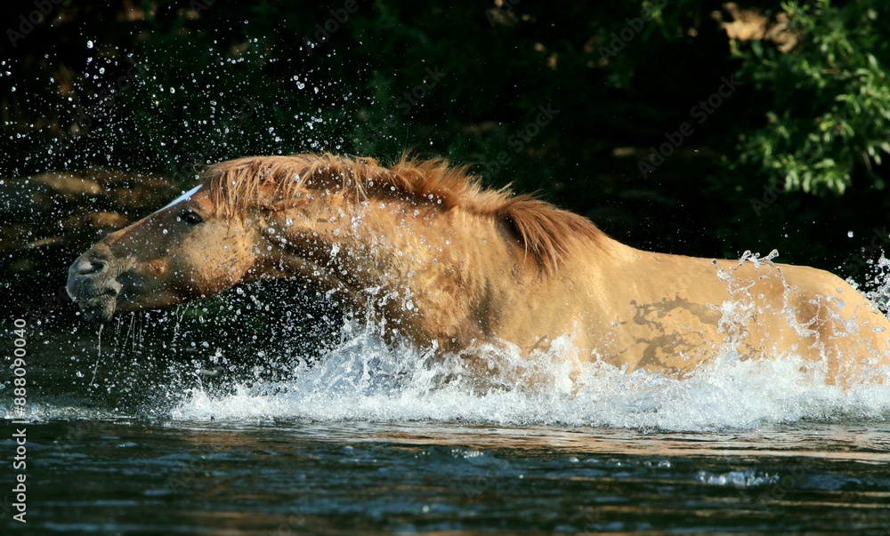 Fototapeta premium Wild Horse Splashing in River