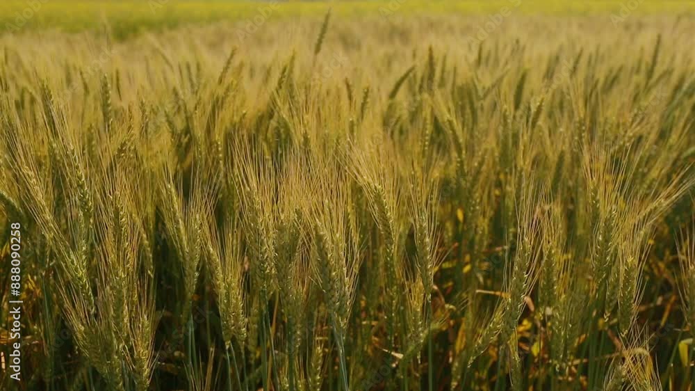 Beautiful rye field. Golden ears of rye. Cultivation of rye. Natural landscape and farming. Beautiful rye field. Golden ears of rye. Cultivation of rye. Natural landscape and farming.